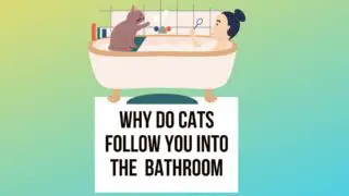 Why Do Cats Follow You into the Bathroom