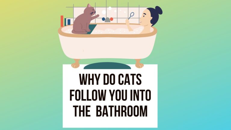 Why Do Cats Follow You into the Bathroom? 9 Logical Reasons