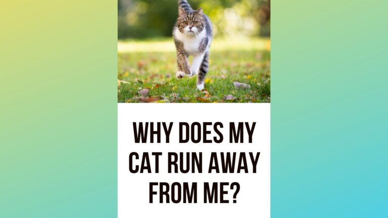Why Does My Cat Run Away from Me? 8 Ways to Stop It?