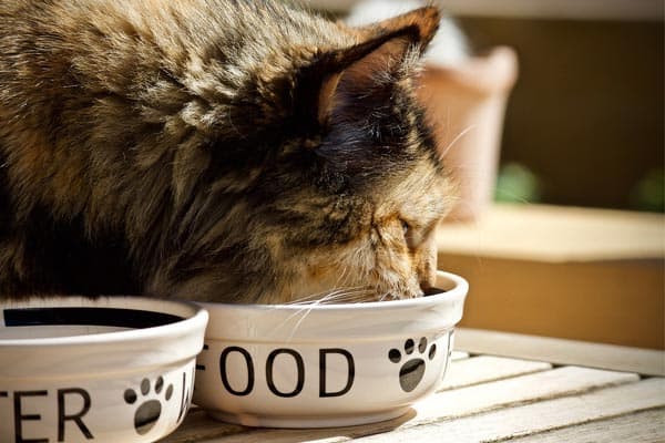 how to feed cat wet food while away