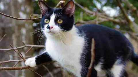 How to Get a Cat Out of A Tree? [8 Step Guide]
