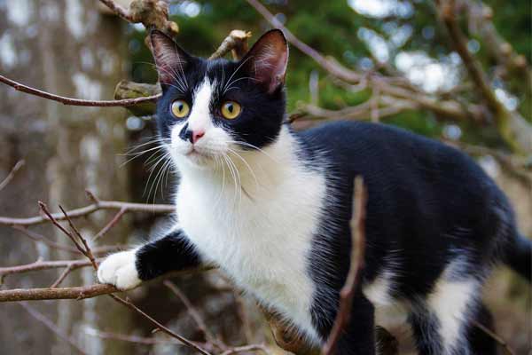 How to Get a Cat Out of A Tree? [8 Step Guide]