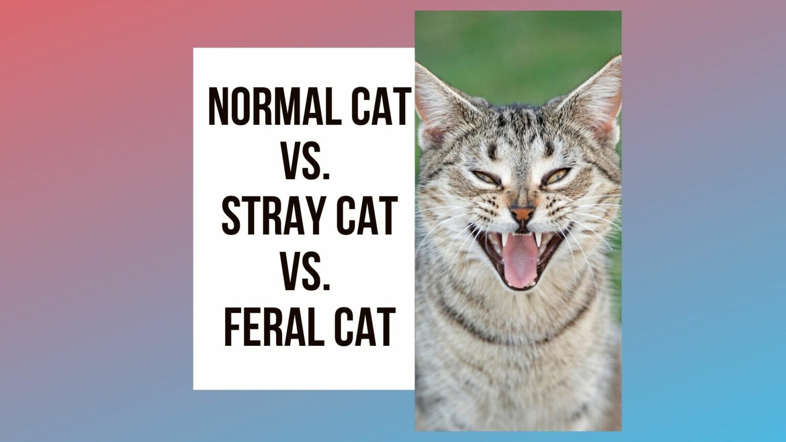 How to Tell if a Cat is Feral? 4 Ways to Know Traveling With Your Cat