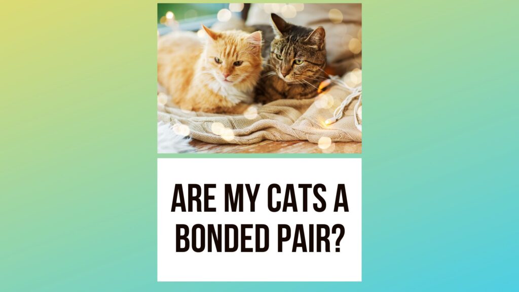 Pairing Off Are My Cats A Bonded Pair? Traveling With Your Cat