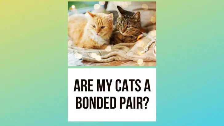 Pairing Off: Are My Cats A Bonded Pair?