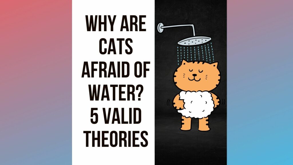 Why Are Cats Afraid of Water? 5 Valid Theories Traveling With Your Cat