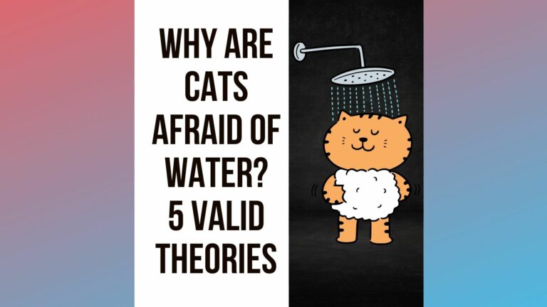 Why Are Cats Afraid of Water? 5 Valid Theories