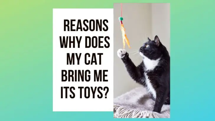 8 Reasons: Why Does My Cat Bring Me Its Toys?