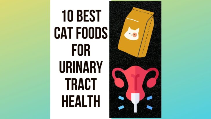 10 Best Cat Foods for Urinary Tract Health