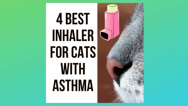 4 Best Inhalers For Cats with Asthma