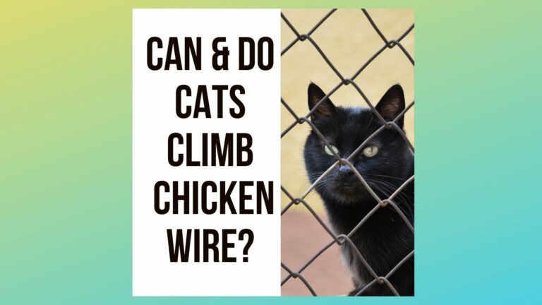 Can a Cat Climb Chicken Wire? [5 Reasons, 3 Tips]