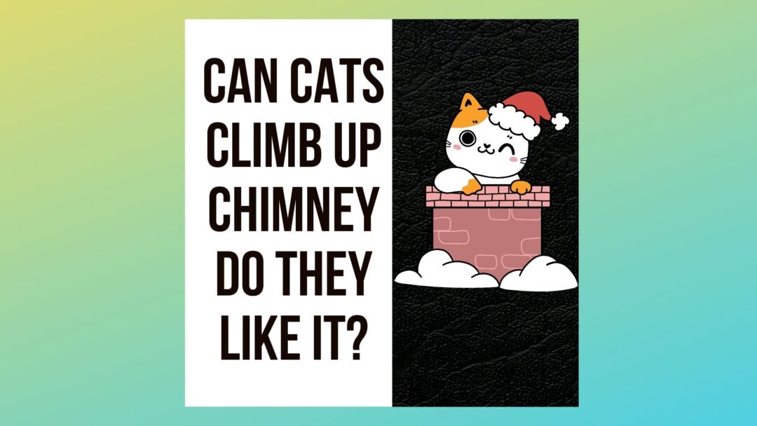Can Cats Climb Up Chimneys? 5 Reasons,4 Tips Traveling With Your Cat