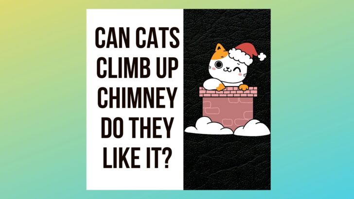 Can Cats Climb Up Chimneys? 5 Reasons,4 Tips