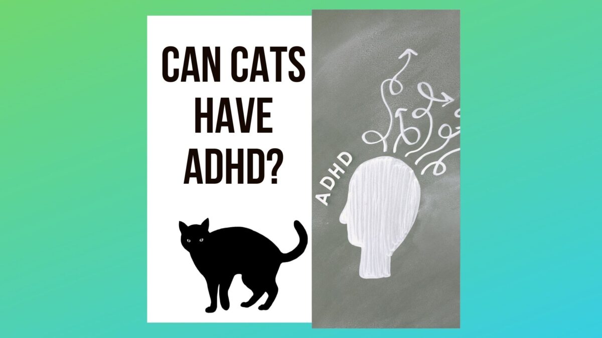Can Cats Have ADHD? 2022 Facts Revealed Traveling With Your Cat