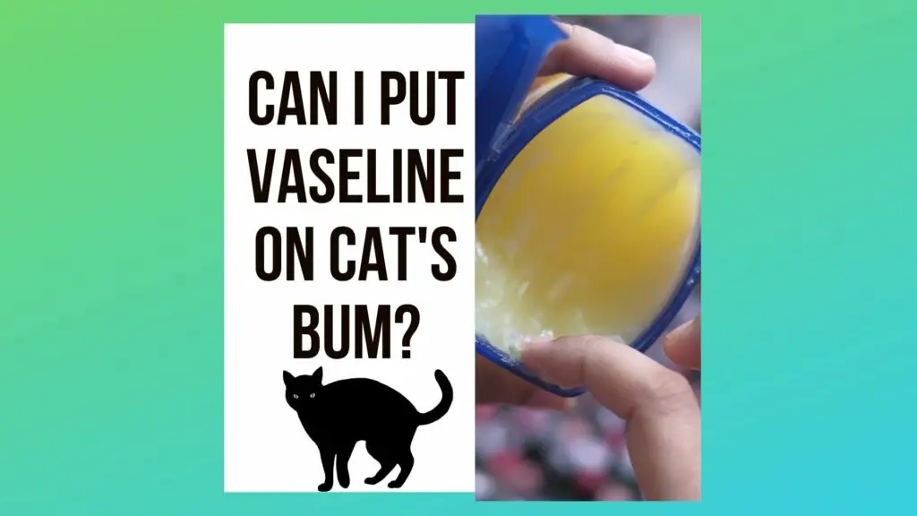 Can I put Vaseline on my cat bum
