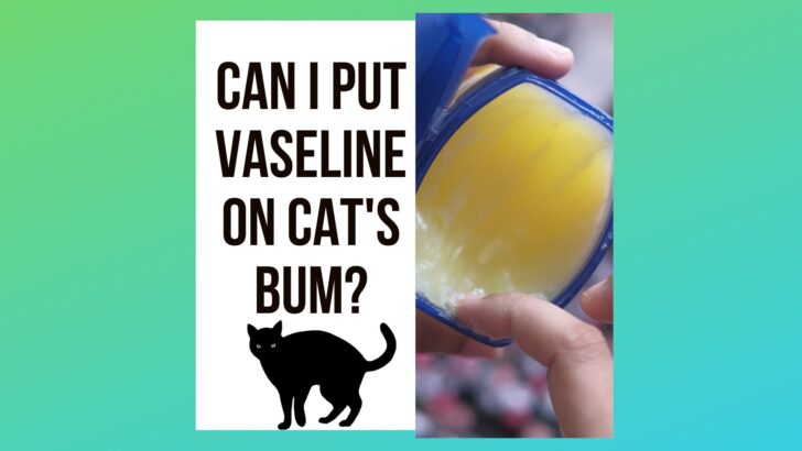 Can I Put Vaseline On My Cats’ Bum?