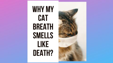gabapentin cats for travel