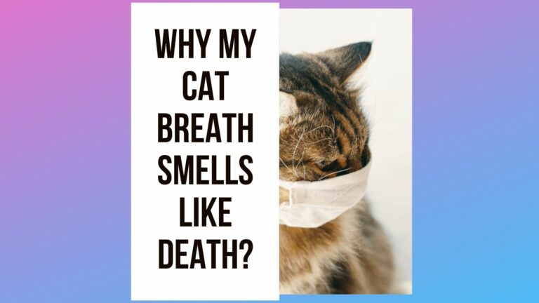 Cat Breath Smells Like Death: [5 Reasons & 4 Tips]