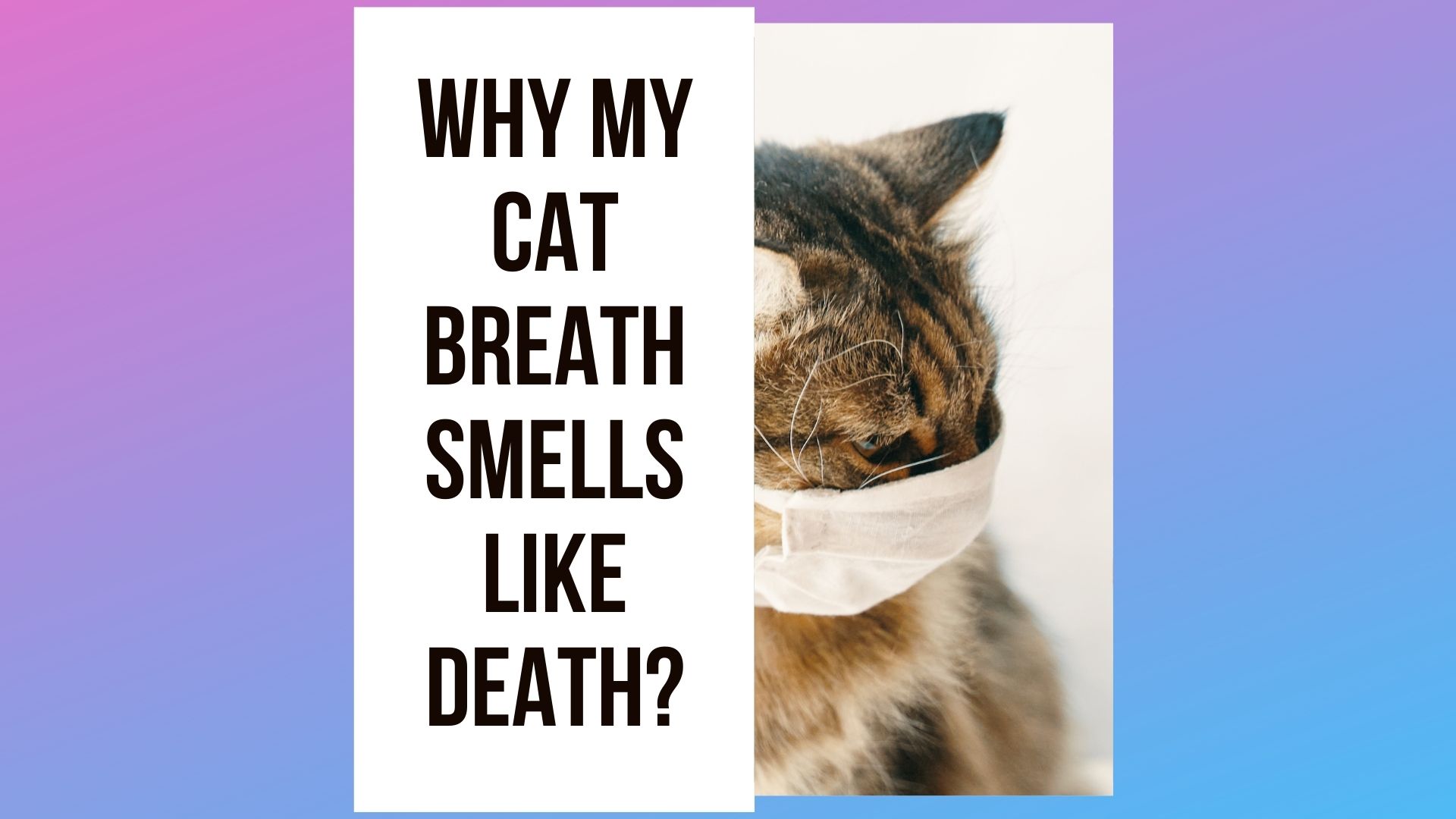 Cat Breath Smells Like Death: [5 Reasons & 4 Tips] - Traveling With Your Cat