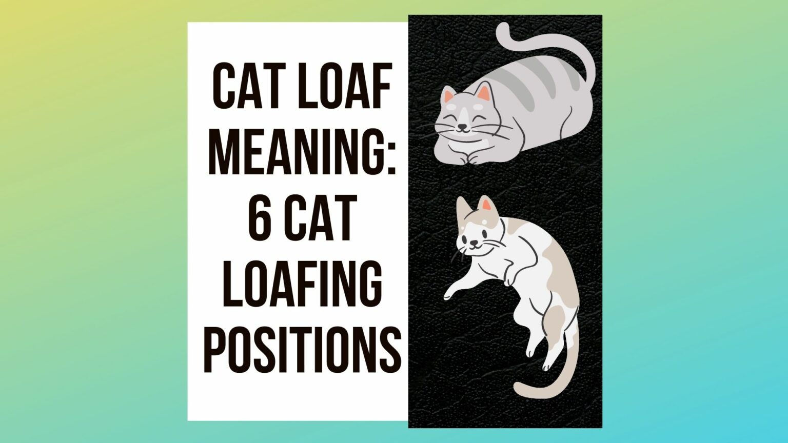 Cat Loaf Meaning 6 Cat Loafing Positions You Must Know!