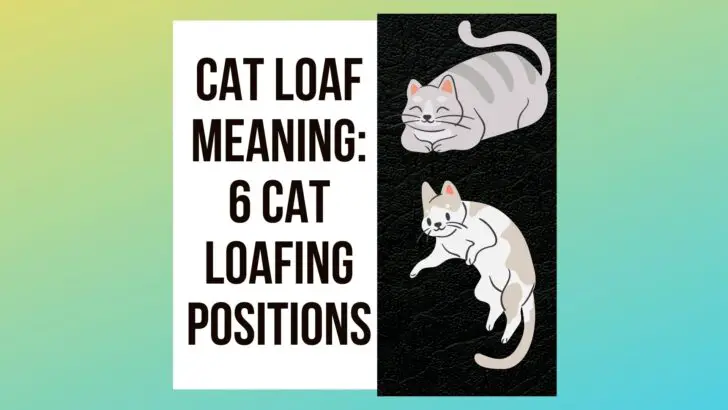 Cat Loaf Meaning: 6 Cat Loafing Positions You Must Know!
