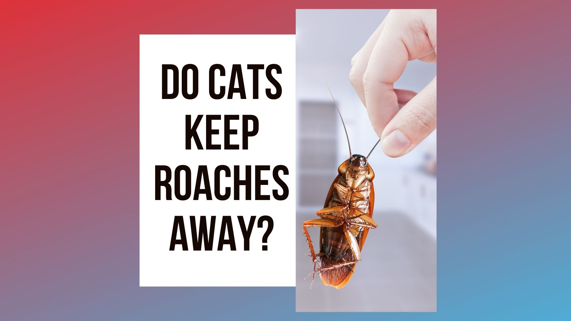 Do Cats Keep Roaches Away
