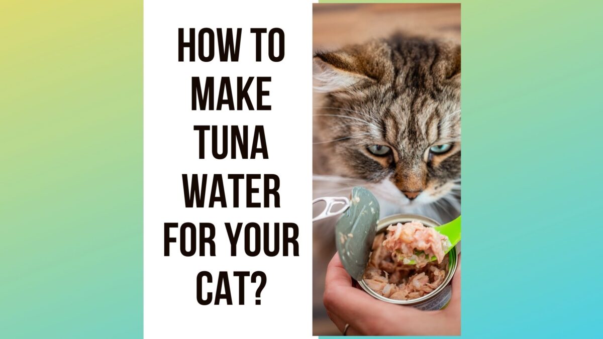How to Make Tuna Water For Cats? 7 Steps Guide Traveling With Your Cat