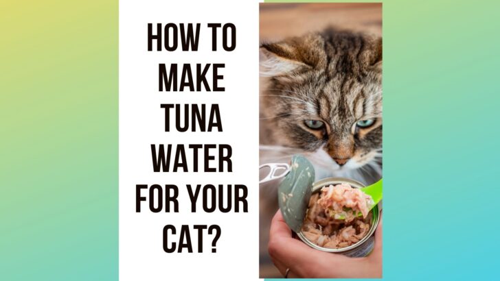 How to Make Tuna Water For Cats? 7 Steps Guide
