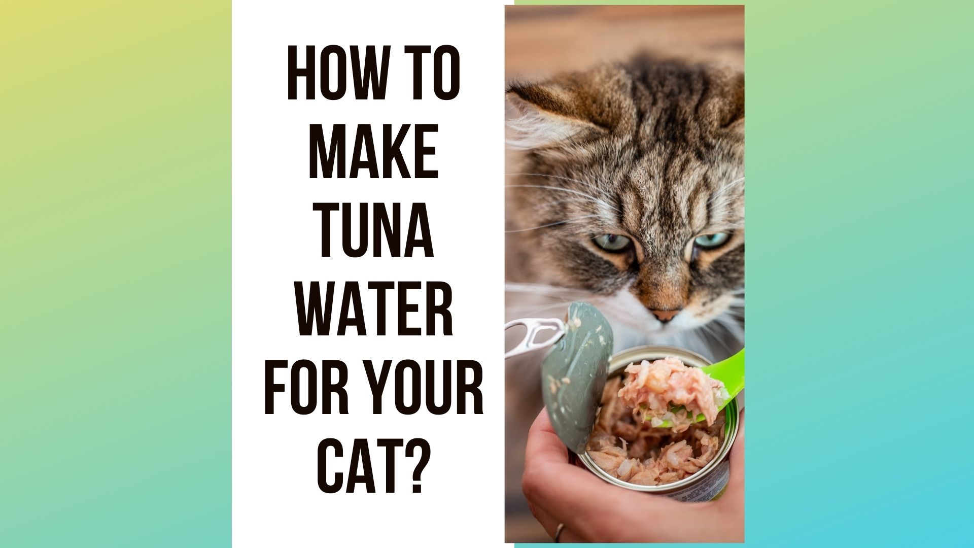 How to Make Tuna Water for Your Cat