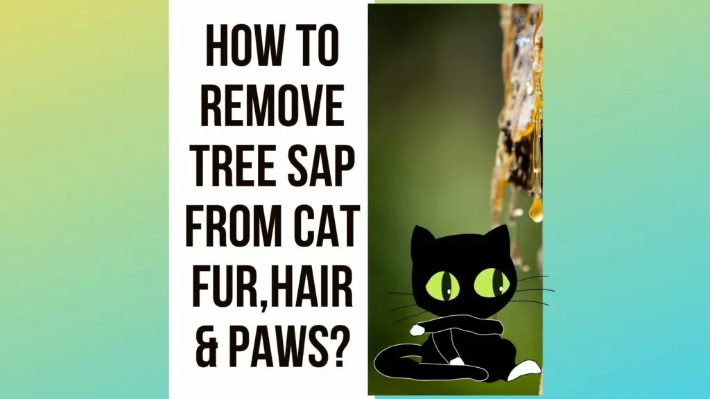 How to Remove Tree Sap from Cat Fur,Hair and Paws