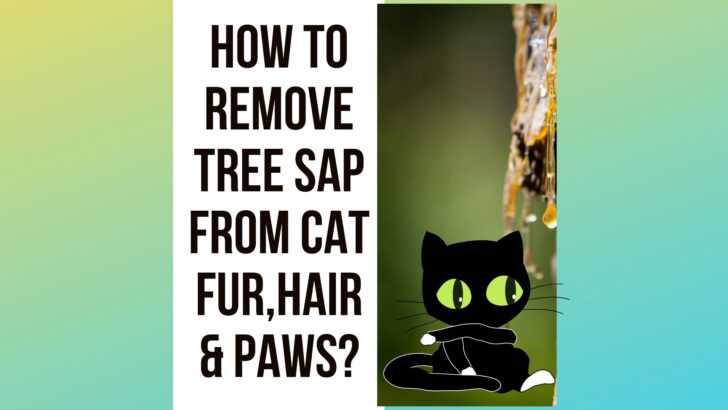 How to Remove Tree Sap From Cat Fur, Hair, and Paws?