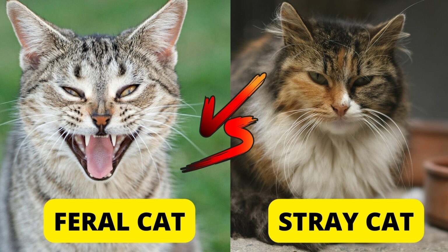 How to Tell if a Cat is Feral? 4 Ways to Know Traveling With Your Cat