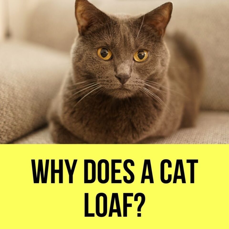 Cat Loaf Meaning 6 Cat Loafing Positions You Must Know!