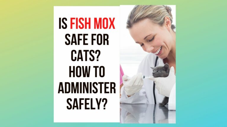 Is Fish Mox Safe for Cats? 4 Ways To Administer