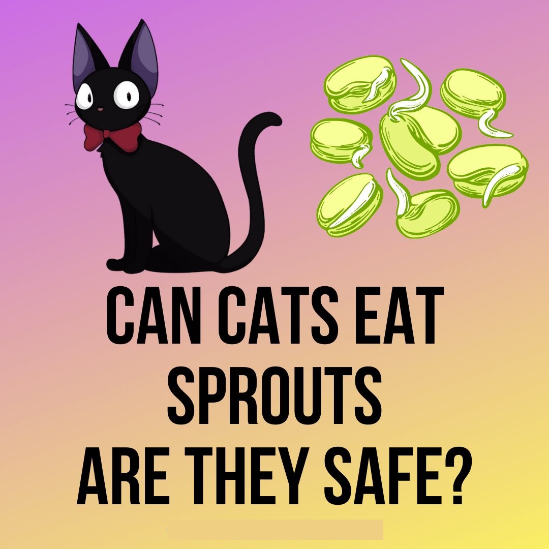 Can Cats Eat Sprouts? [10 PurrFect Greens]