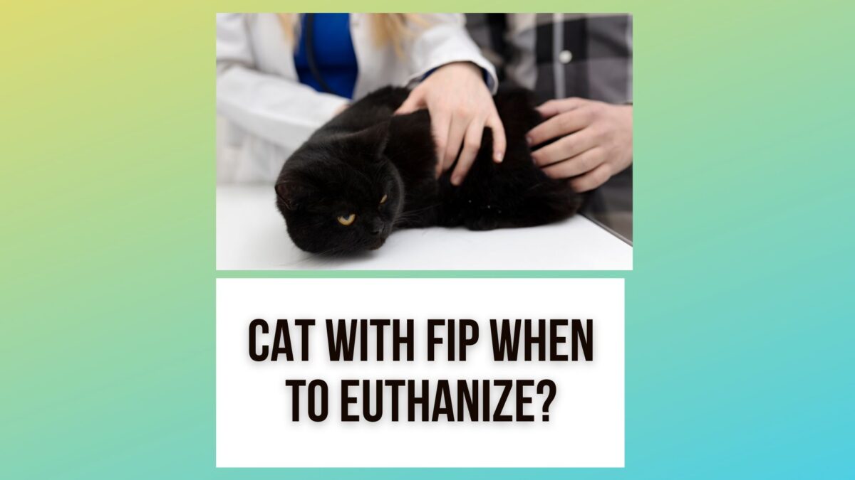 Cat With FIP The Right Time To Euthanize? Traveling With Your Cat