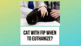 Cat With FIP: The Right Time To Euthanize?