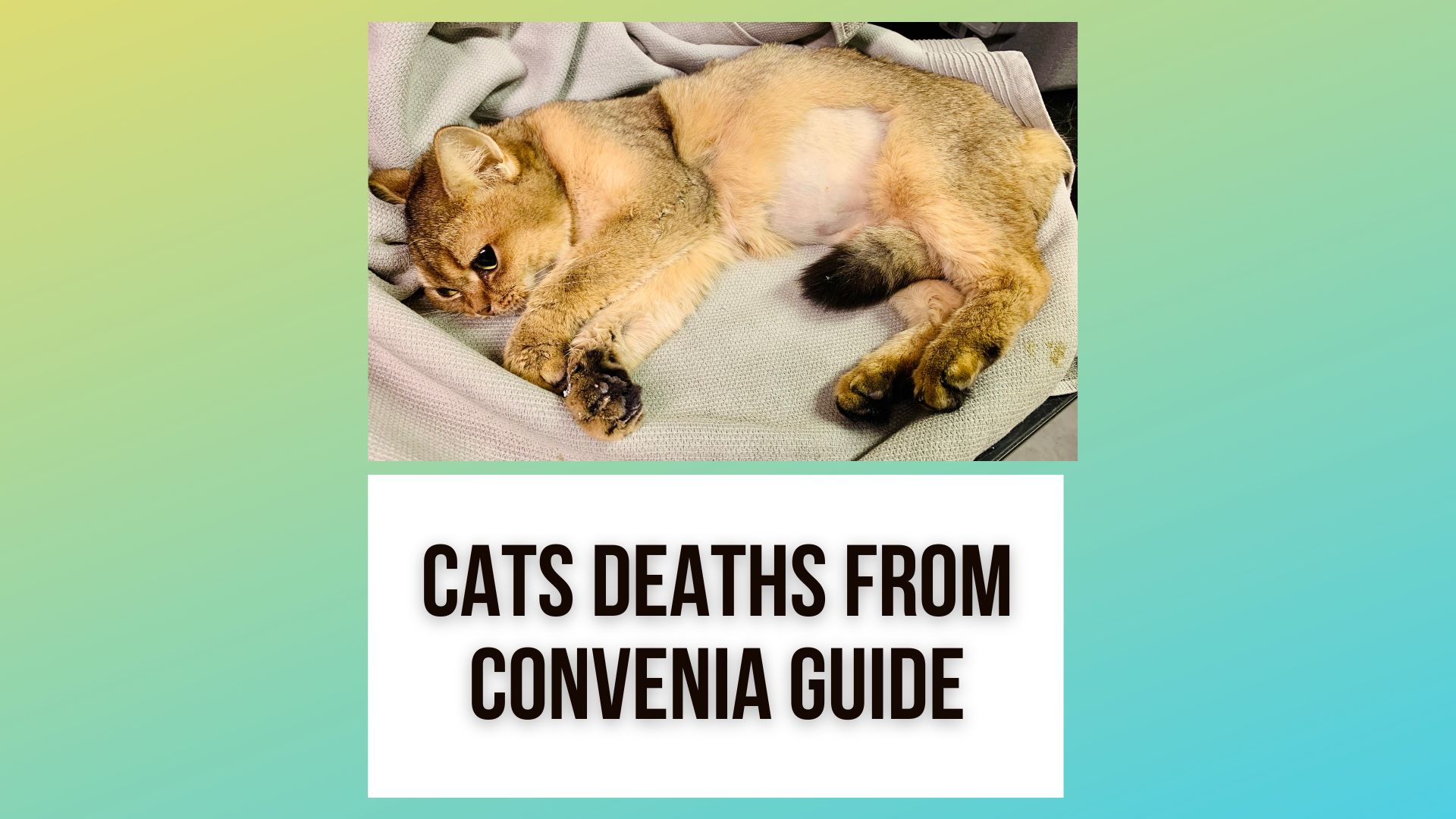 Cats Deaths From ConveniaCats Deaths From ConveniaConvenia Antibiotic and Cat Deaths