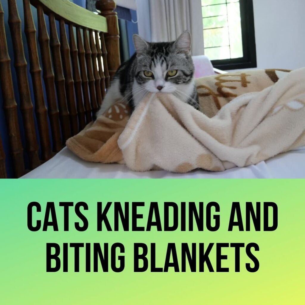 Cats Kneading its Mouth in blankets