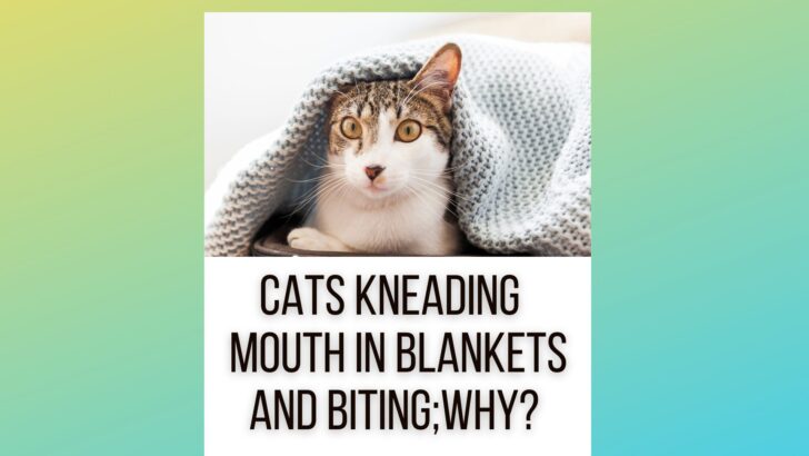 Cats Kneading Its Mouth In Blankets And Biting Them? But Why?