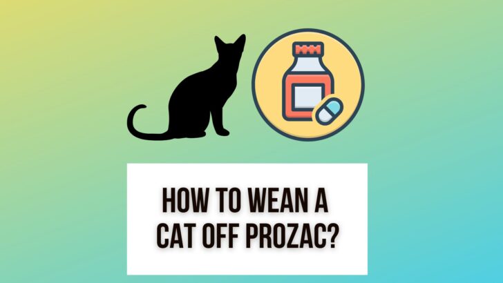 Here is How To Wean A Cat Off Prozac/Fluoxetine Gradually and Safely