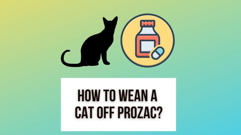 How To Wean A Cat Off Prozac/Fluoxetine Gradually and Safely