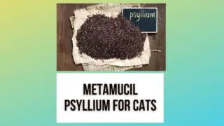 Metamucil/Psyllium Fiber for Cats: Natural Constipation Remedy