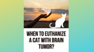 Right time To Euthanize A Cat With Brain Tumor