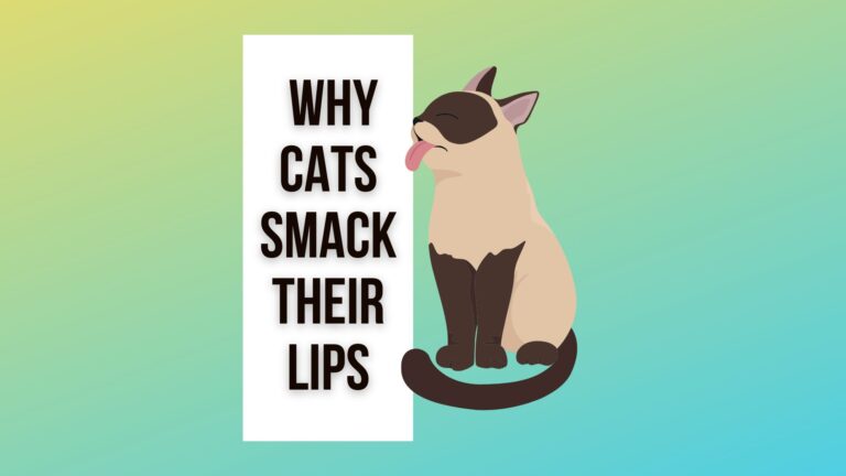 13 Valid Reasons Why Cats Smack Their Lips
