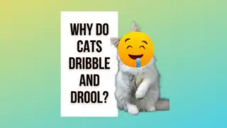 Why Do Cats Dribble And Drool?