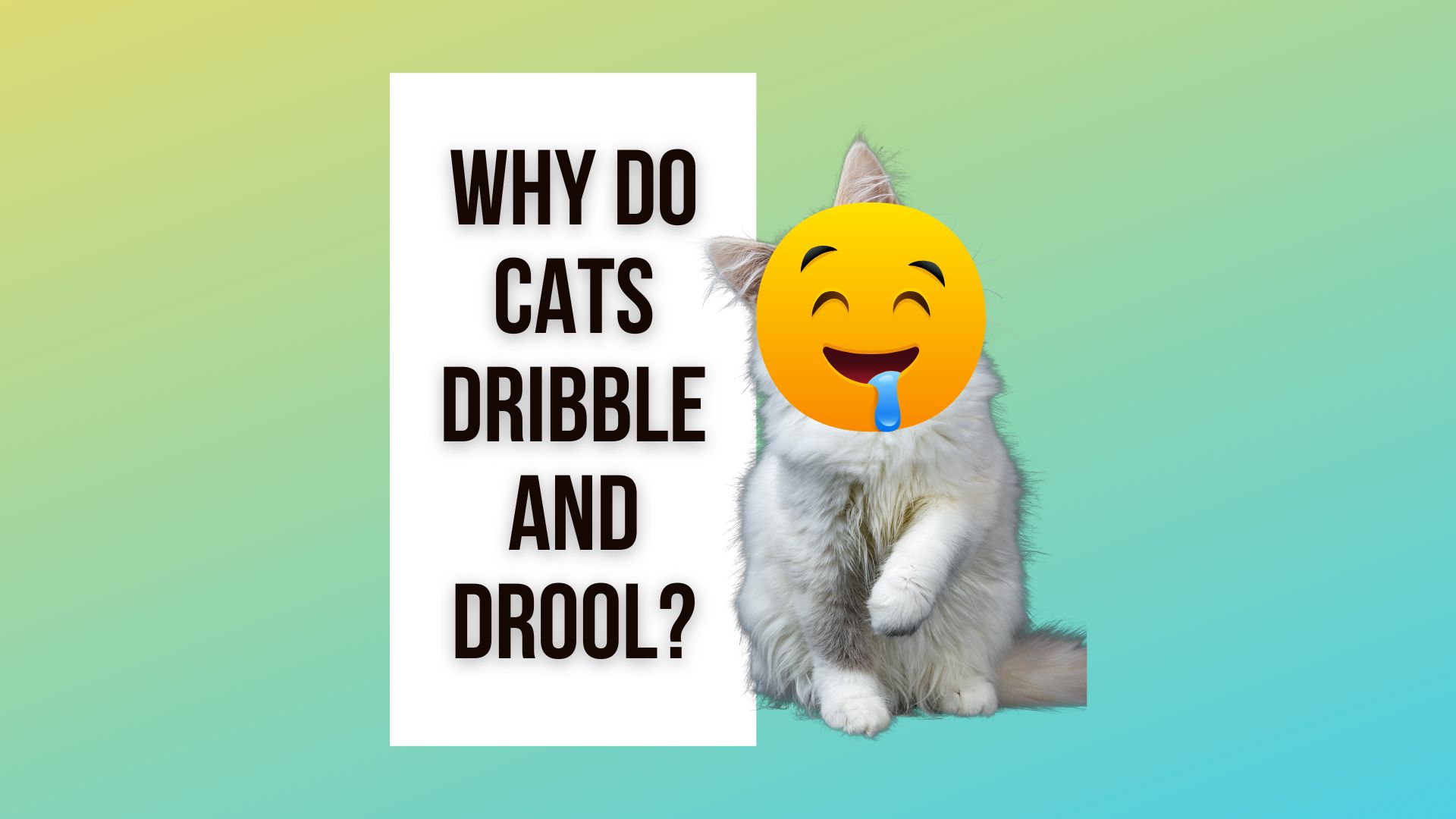 Why Do Cats Dribble And Drool?