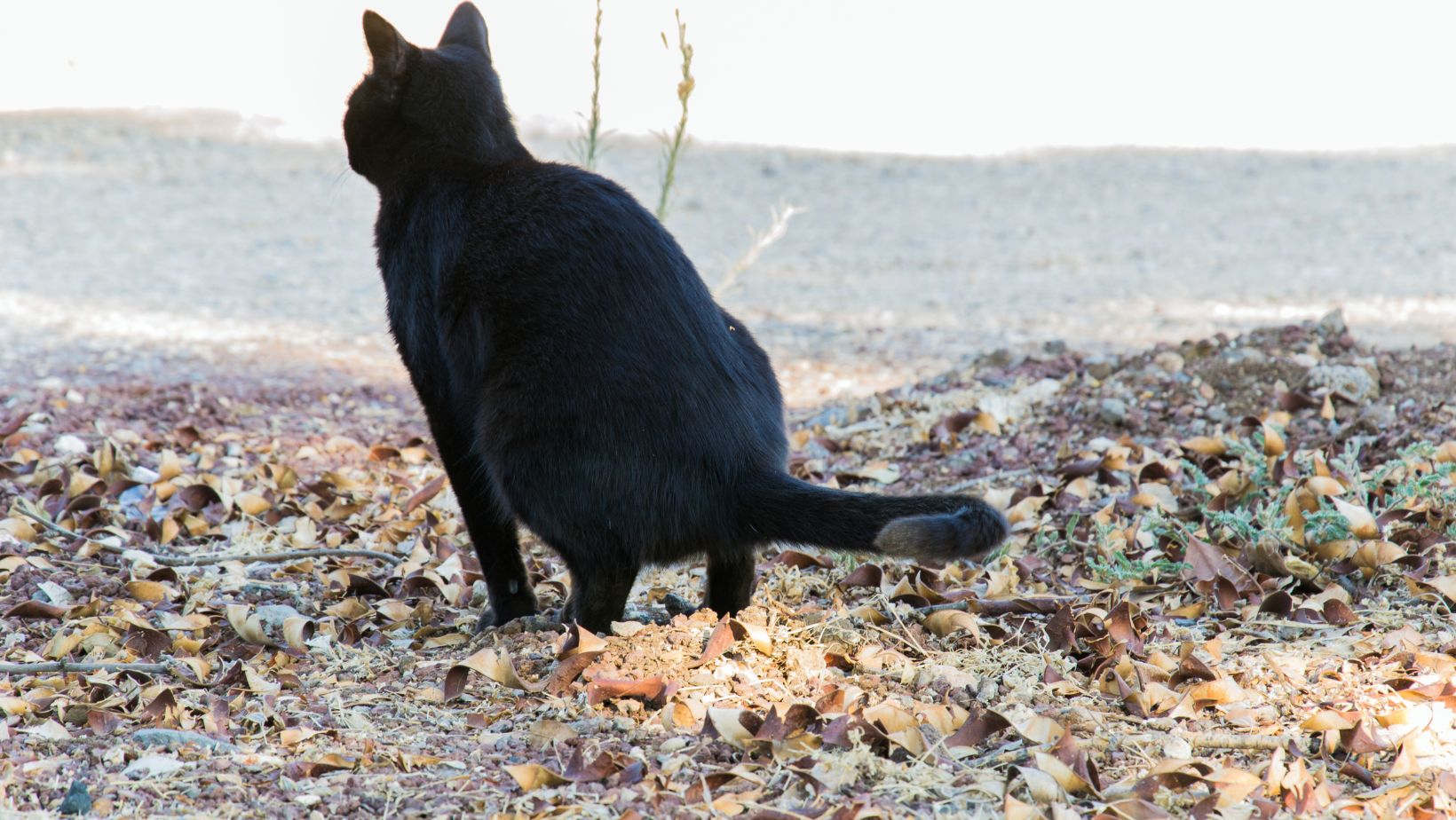 Cat Pooping On The Floor 10+Valid Reasons!