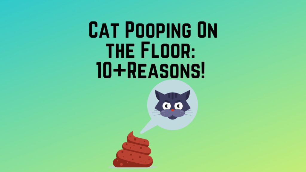 Cat Pooping On The Floor 10+Valid Reasons!