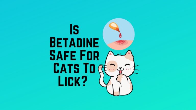 Is Betadine Safe For Cats To Lick? 5 Pros And Cons